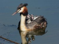 06 Juni 2015 Haubentaucher